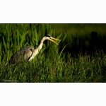 20220525 Reiher 04 DSC00162.jpg